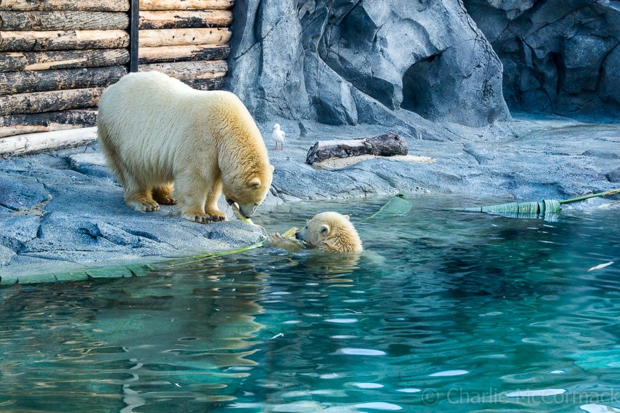 Scenery And Wildlife